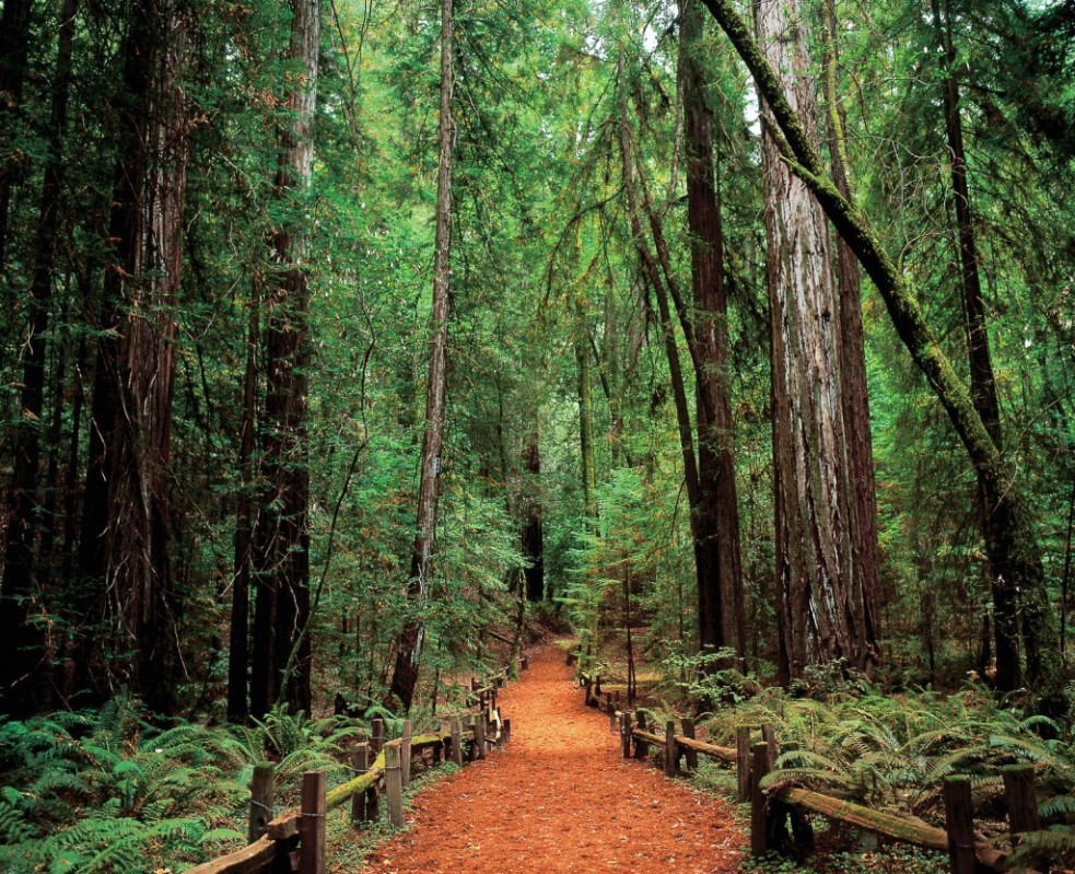 Armstrong-Redwood-Forest